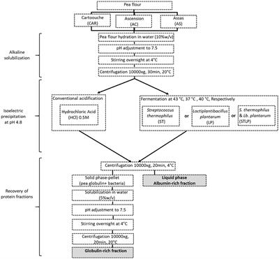 Protein composition and nutritional aspects of pea protein fractions obtained by a modified isoelectric precipitation method using fermentation